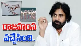 Pawan On Siberian Birds: ఫ్లెమింగో ఫెస్టివల్‌కు వేళాయె.. సైబీరియన్ పక్షుల రాకపై పవన్ ట్వీట్