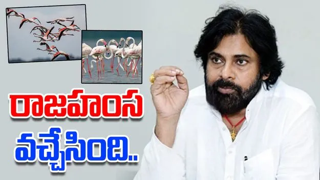 Pawan On Siberian Birds: ఫ్లెమింగో ఫెస్టివల్‌కు వేళాయె.. సైబీరియన్ పక్షుల రాకపై పవన్ ట్వీట్
