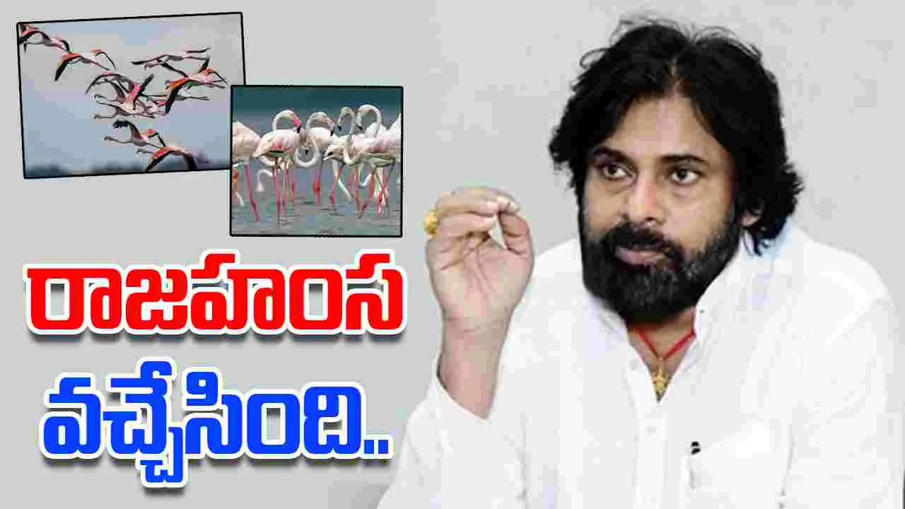 Pawan On Siberian Birds: ఫ్లెమింగో ఫెస్టివల్‌కు వేళాయె.. సైబీరియన్ పక్షుల రాకపై పవన్ ట్వీట్