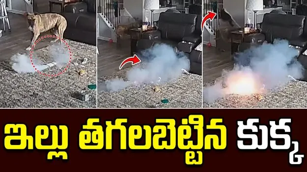 Pet Dog Causes House Fire: కుక్క ఎంత పని చేసింది.. ఇల్లు తగలబడి పోయింది.. 