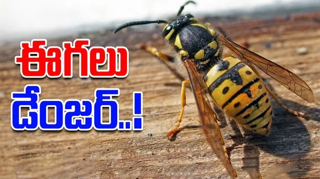 Poisonous Wasps: మళ్లీ.. విషపు ఈగలు