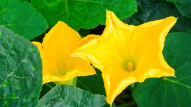 Benefits of Pumpkin Flowers: గుమ్మడికాయే కాదు.. దాని పువ్వు కూడా ఆరోగ్యానికి నిధి