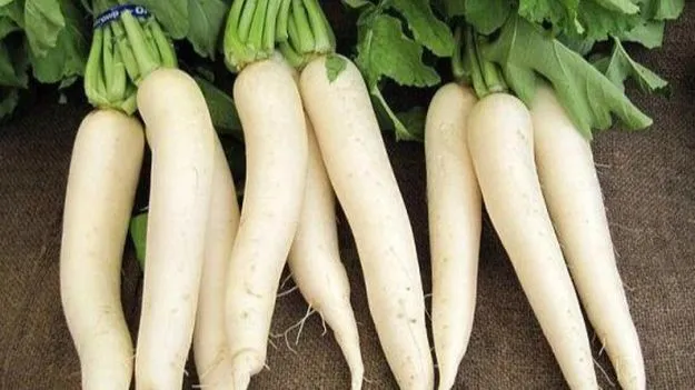 Radish in Winter: శీతాకాలంలో ముల్లంగి వల్ల కలిగే ప్రయోజనాలు తెలుసా?
