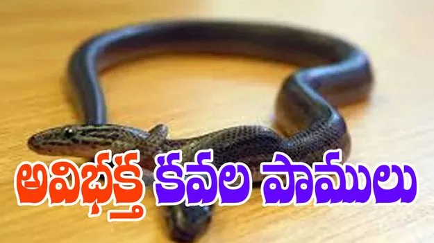 Rare conjoined Twin Snakes: అవిభక్త కవల పాములు