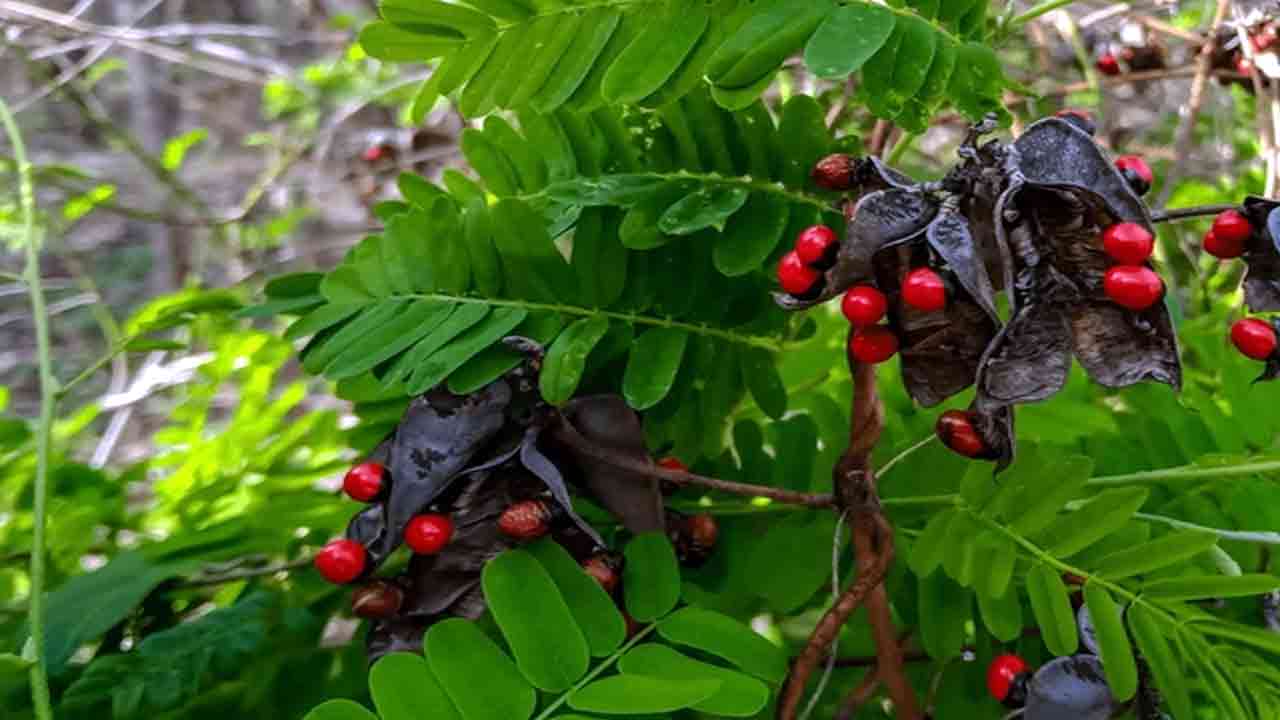 Dangerous Plants: భూమిపై మనుషులను చంపగల అత్యంత ప్రమాదకరమైన 7 మొక్కలివే..