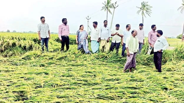 పంటల పరిశీలన