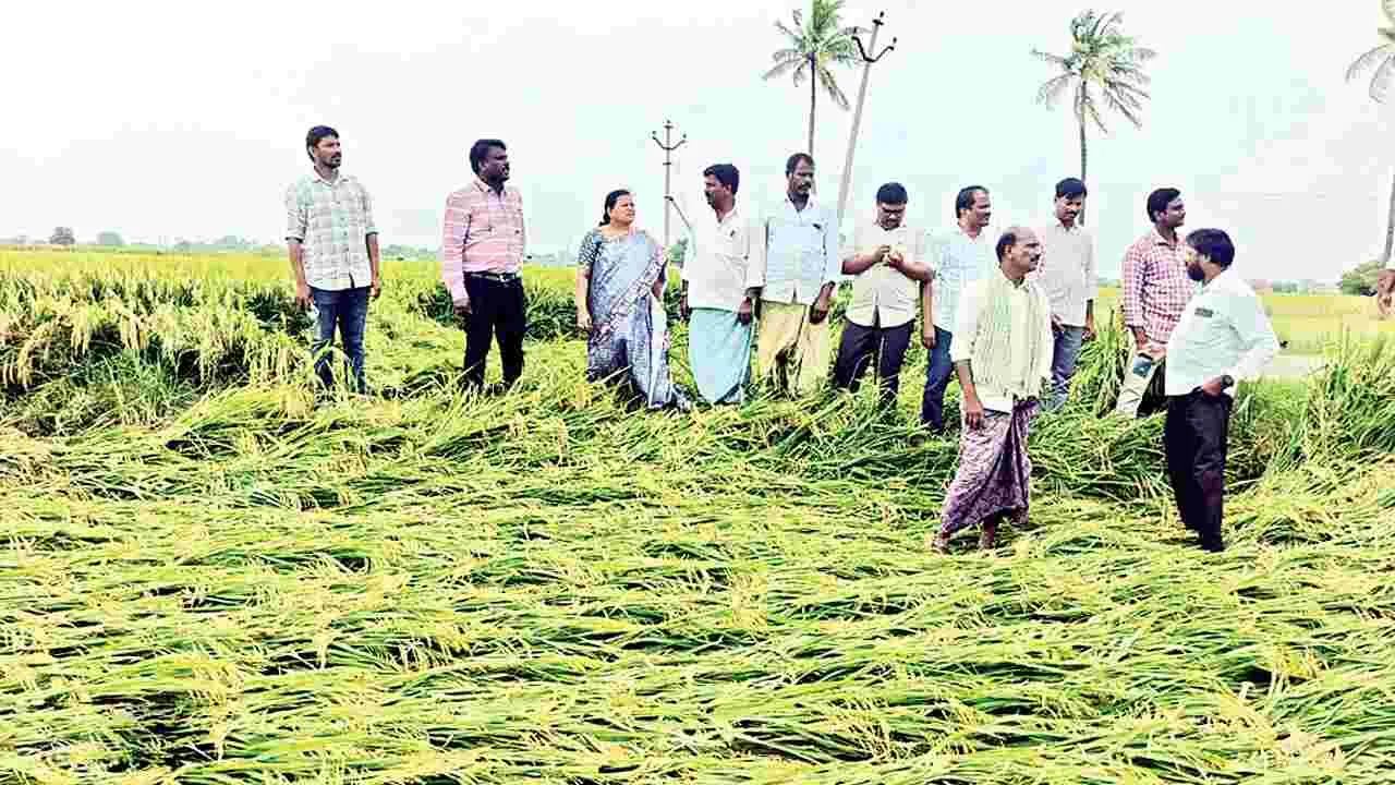 పంటల పరిశీలన
