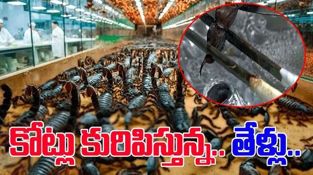 Scorpion Farming: కోళ్ల తరహాలో తేళ్ల పెంపకం..  లీటర్ విషం ధర ఎంతో తెలిస్తే.. 