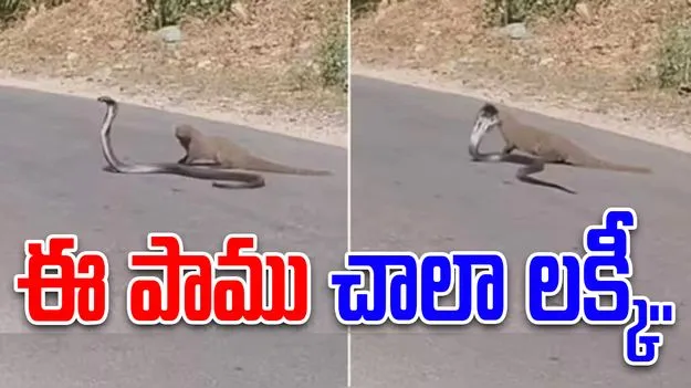 Cobra vs mongoose: ఈ పాము చాలా లక్కీ.. ముంగిస బారి నుంచి ఎలా బయటపడిందో చూడండి..