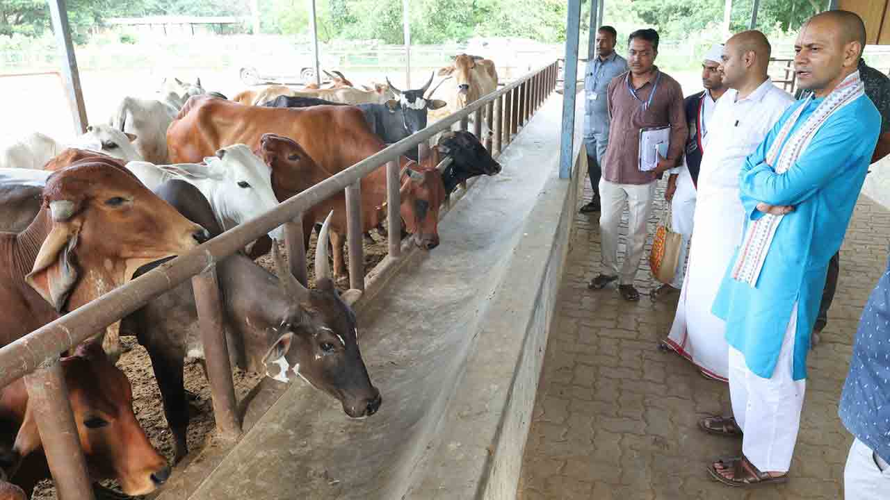 TTD Goshala: ఎస్వీ గోశాలను పరిశీలించిన టీటీడీ ఈవో ఏకే సింఘాల్