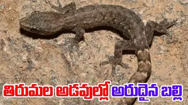 తిరుమల అడవుల్లో అరుదైన బల్లి