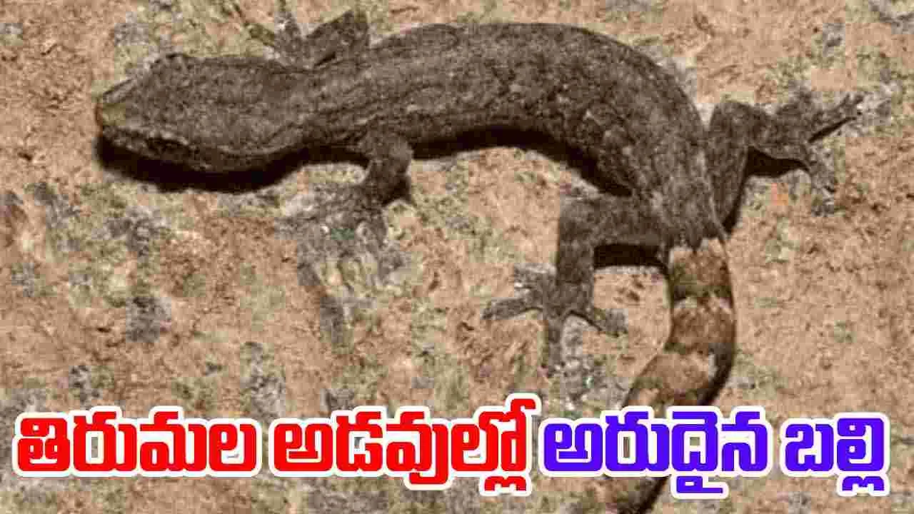 తిరుమల అడవుల్లో అరుదైన బల్లి