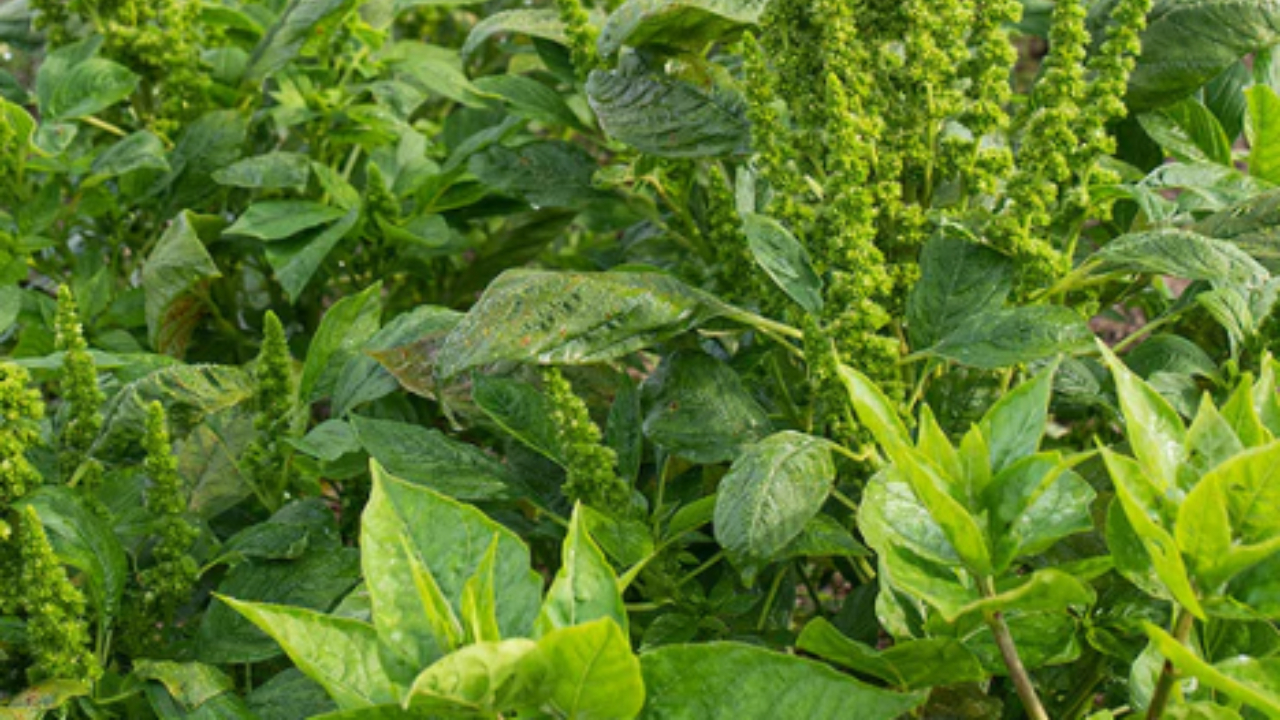 Healthy Leafy Vegetables: ఈ 5 ఆకుకూరలు అత్యంత పోషకమైనవి