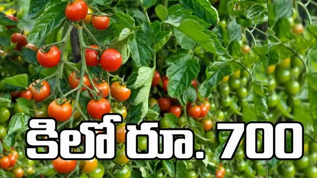 Pakistan Vs Afghanistan: ఆఫ్ఘానిస్థాన్‌తో వైరం.. పాక్‌లో పరిస్థితులు దారుణం