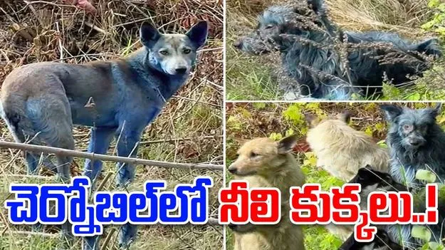Chernobyl Blue Dogs: చెర్నోబిల్‌లో ‘నీలి కుక్కలు’..!
