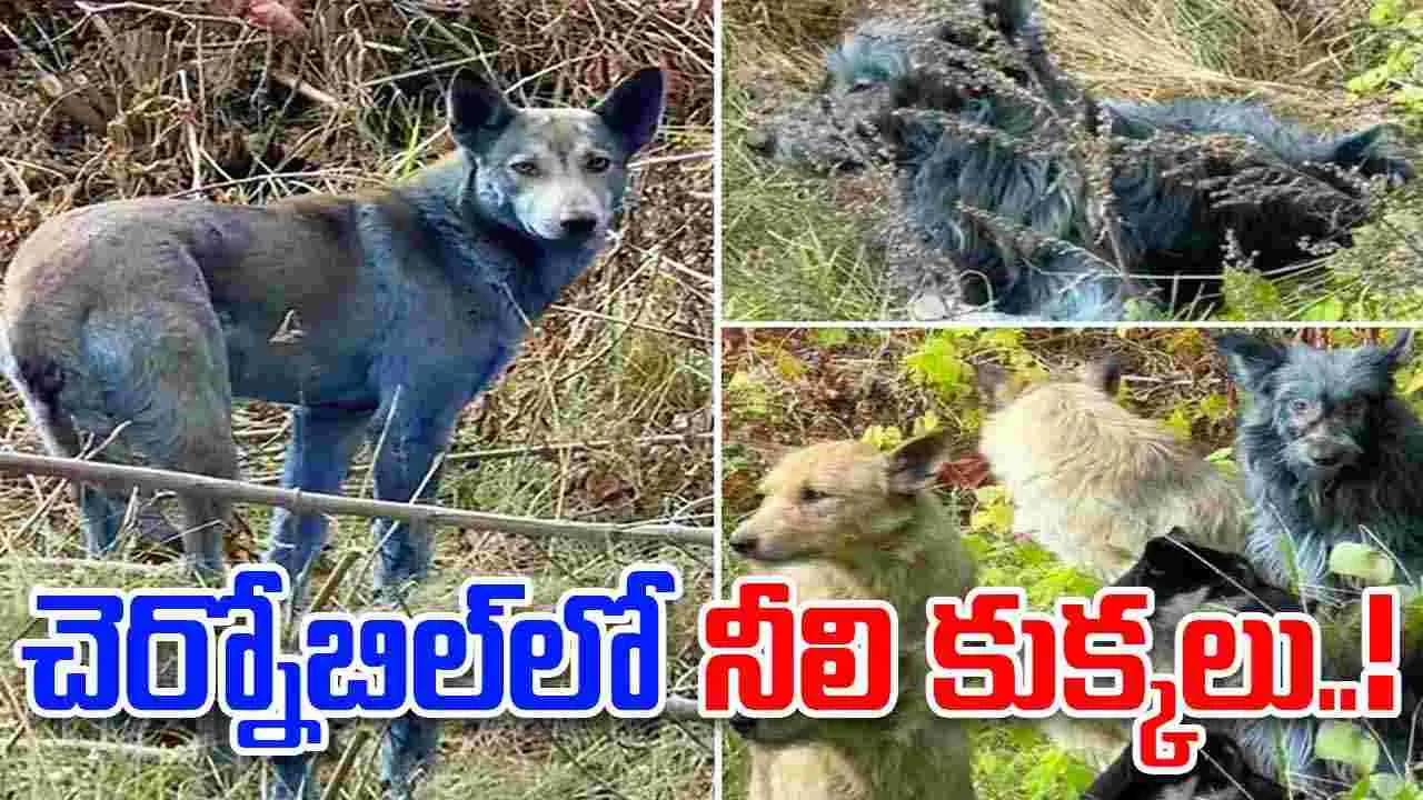 Chernobyl Blue Dogs: చెర్నోబిల్‌లో ‘నీలి కుక్కలు’..!