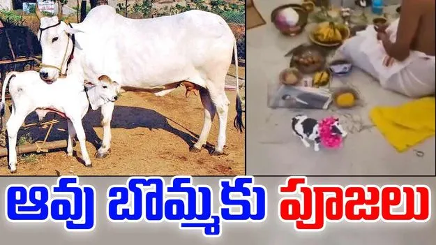 Viral Video: ఆవుకు బదులుగా ఆవు బొమ్మకు పూజలు.. వీడియో వైరల్