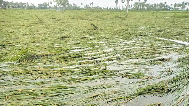 మొంథా.. వర్రీ..యే!