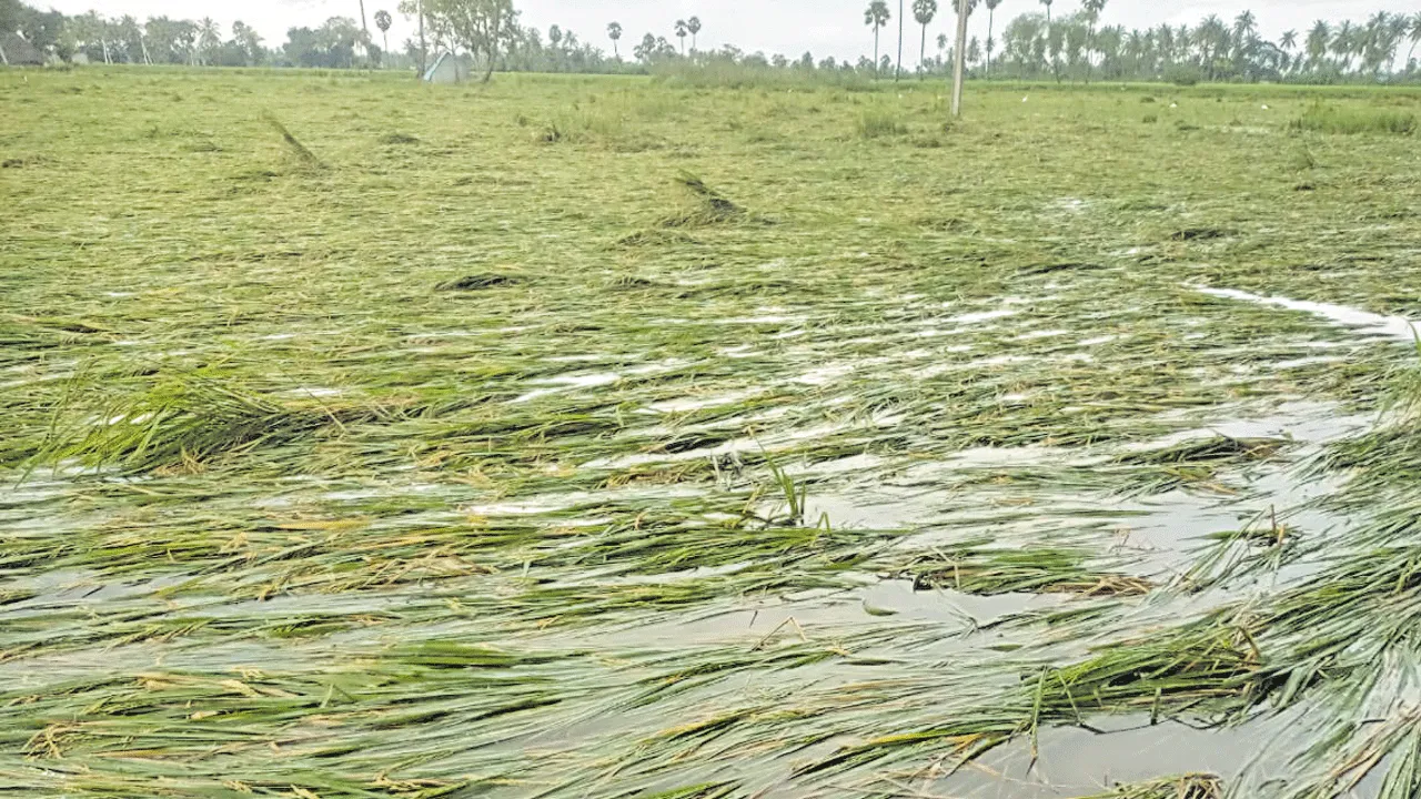 మొంథా.. వర్రీ..యే!