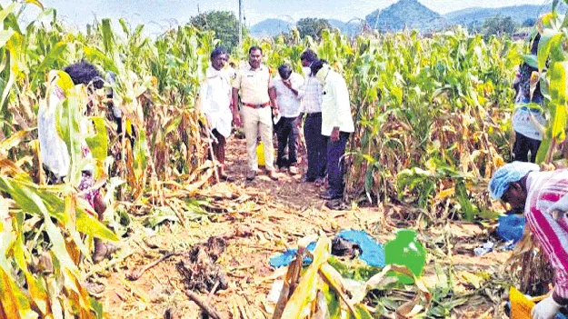 మొక్కజొన్న తోటలో బాలుడి శవం