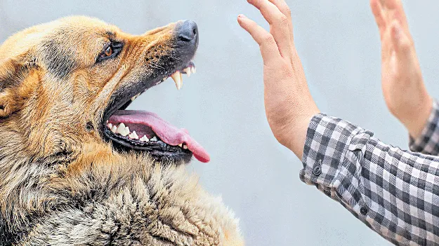 ఆపేదెవరు బైరవా!