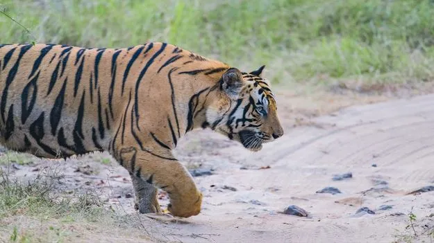 Markapur Forest Department: నల్లమలలో 87 పెద్దపులులు