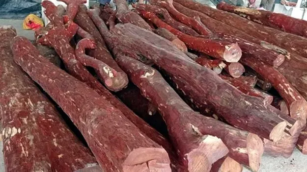 Central Govt: ఎర్రచందనం సంరక్షణకు రూ.82 లక్షలు