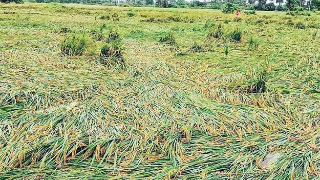 Crop Damage: 1,49,302 హెక్టార్లలో పంటనష్టం