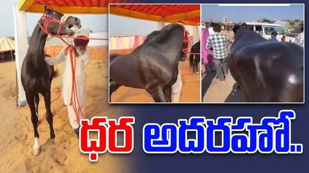 Pushkar Cattle Fair: రూ. 15 కోట్ల ‘షాబాజ్’.. రూ. 23 కోట్ల ‘అన్మోల్’ 