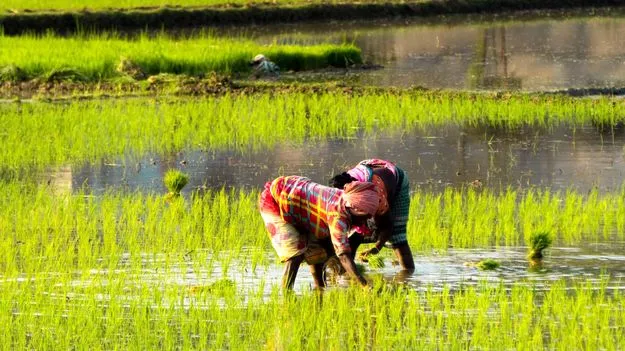 AP Govt: రబీ పంటల బీమాకు 44 కోట్లు విడుదల