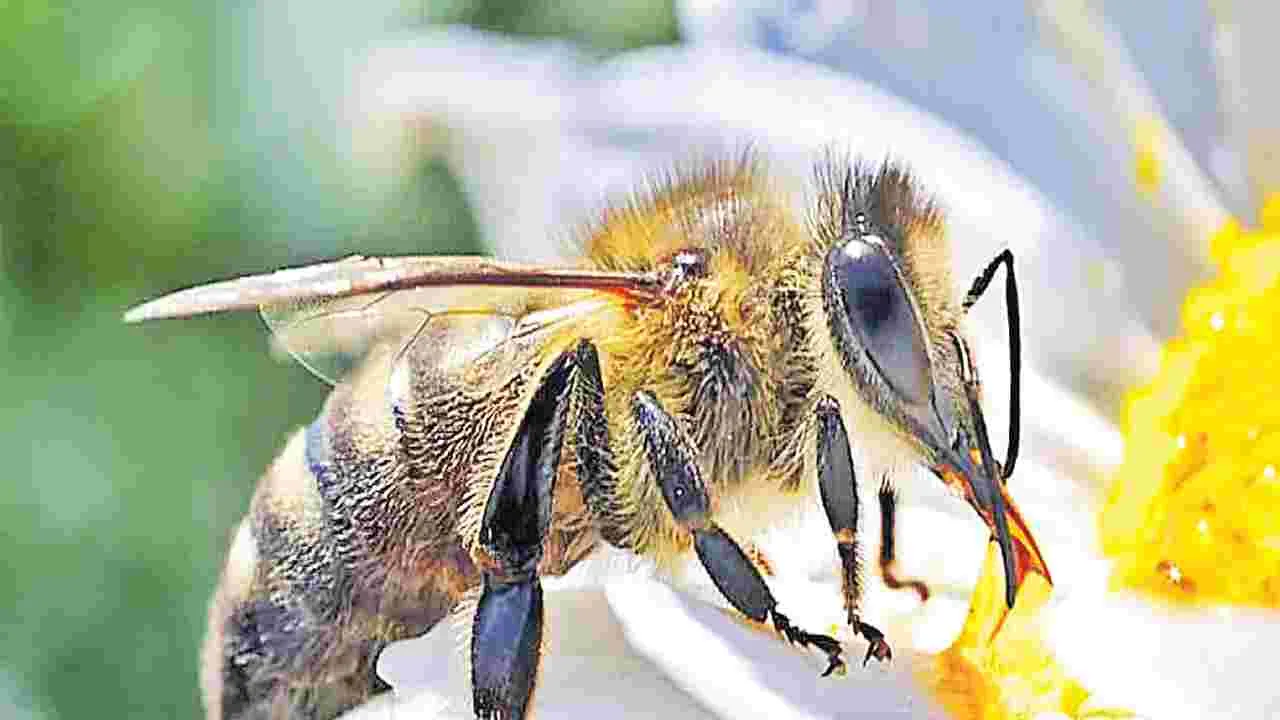 Poisonous Wasps: మళ్లీ.. విషపు ఈగలు