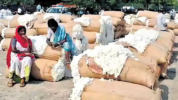 AP Cotton Market: రాష్ట్రంలో 30 పత్తి కొనుగోలు కేంద్రాలు
