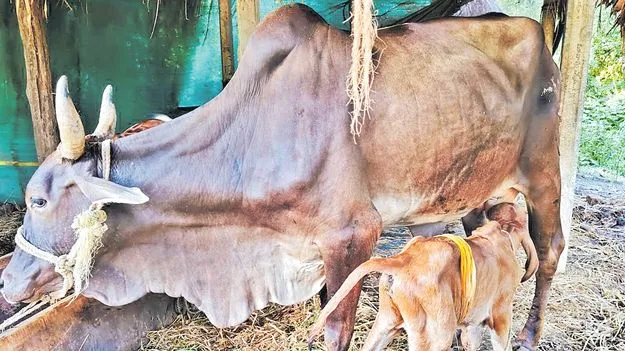  Krishna District: ఐవీఎఫ్‌ పద్ధతిలో కోడెదూడ జననం