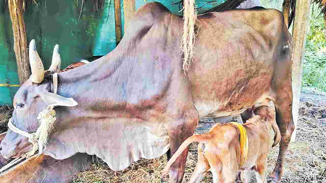 Krishna District: ఐవీఎఫ్‌ పద్ధతిలో కోడెదూడ జననం