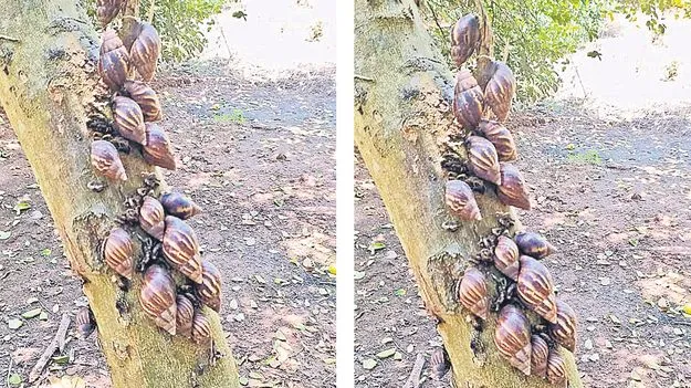 African Locusts: ఆఫ్రికా నత్తల బెడదను నివారిద్దాం