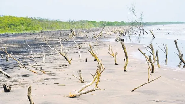 Shrimp Farming: తీర కవచం కకావికలం