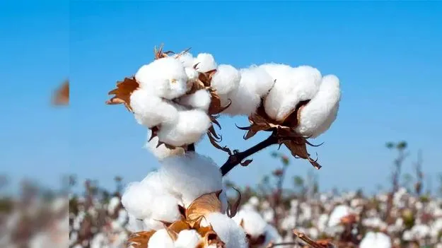 Cotton Corporation of India: 21 నుంచి పత్తి కొనుగోళ్లు ప్రారంభం
