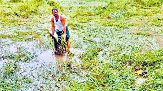 Crop Damage: రైతు కంట కన్నీరు