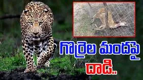 Bhupalpally Leopard: గొర్రెల మందపై చిరుత దాడి.. చివరకు చెట్టుపై..