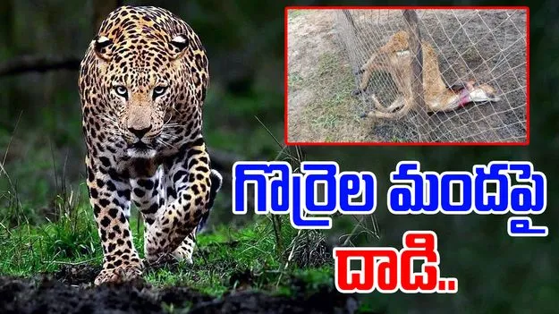 Bhupalpally Leopard: గొర్రెల మందపై చిరుత దాడి.. చివరకు చెట్టుపై..