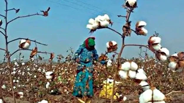 Cotton Price: పత్తి క్వింటా రూ.8,110