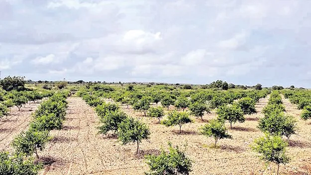  Land Grabbing: వివేకా హత్య కేసు నిందితుడు దేవిరెడ్డి శంకర్‌ రెడ్డి భూకబ్జా