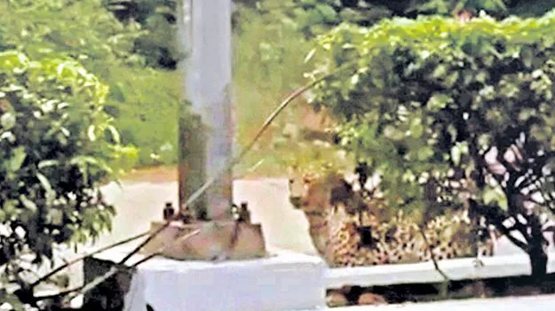 Tirupati: అలిపిరి సమీపంలో చిరుత సంచారం