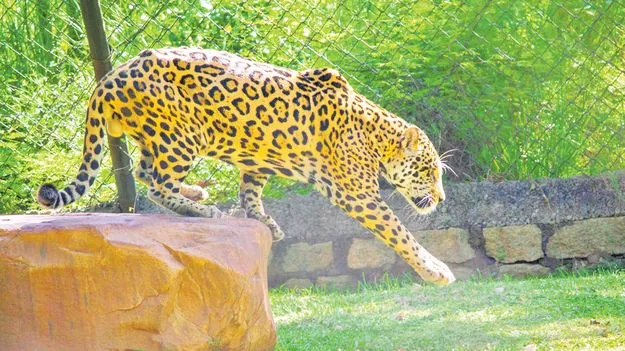 Tirupati: ఎస్వీ జూపార్కులో జాగ్వార్‌ కుశ మృతి