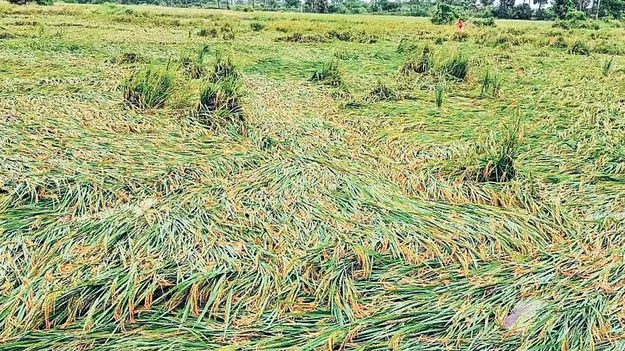  Farmers Affected: 1,64,505 హెక్టార్లలో పంట నష్టం