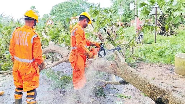 AP Government Action: కూలిన చెట్లు తక్షణమే తొలగింపు