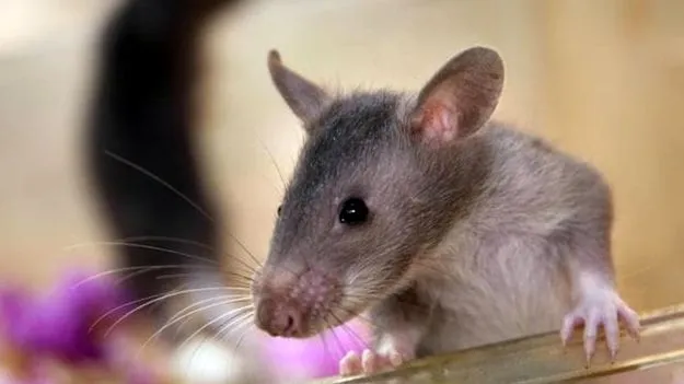  Medical College: ఆరుగురు మెడికోలపై ఎలుక దాడి