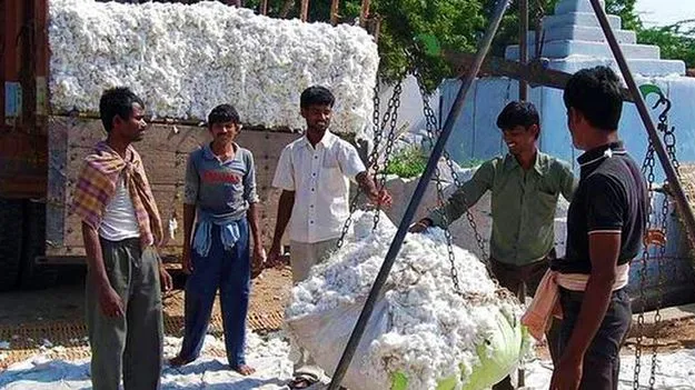 Marketing Department: 13 జిల్లాల్లో పత్తి కొనుగోలు కేంద్రాలు ఏర్పాటు