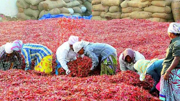 Guntur: నేడు, రేపు మిర్చి యార్డుకు సెలవులు