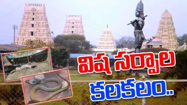 Dwaraka Tirumala Temple: చిన్న వెంకన్న ఆలయంలో విష సర్పాల కలకలం